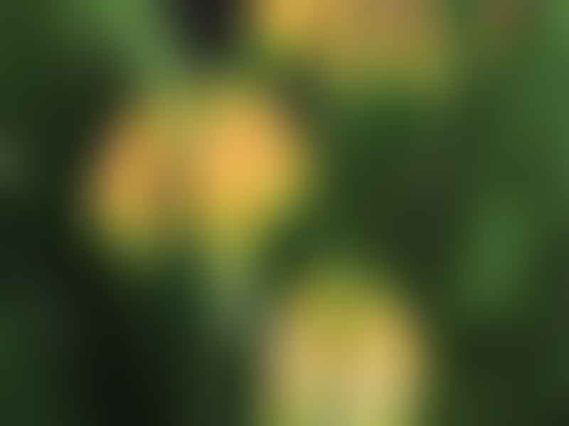 Clivia Gardenii | Clivia | Amaryllidaceae