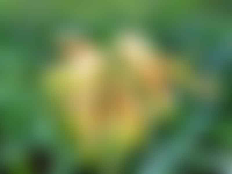 Clivia Miniata 'Kirstenbosch Yellow' | Clivia | Amaryllidaceae