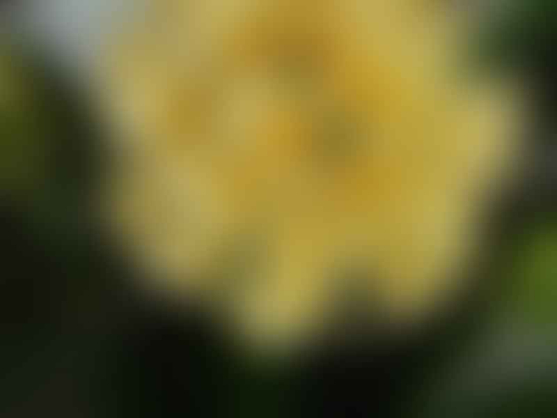 Clivia Miniata 'Kirstenbosch Yellow' | Clivia | Amaryllidaceae