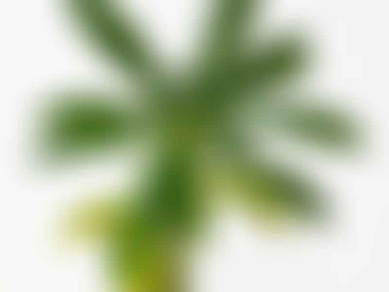Dorstenia Gigas Flowers | Dorstenia | Lamiaceae