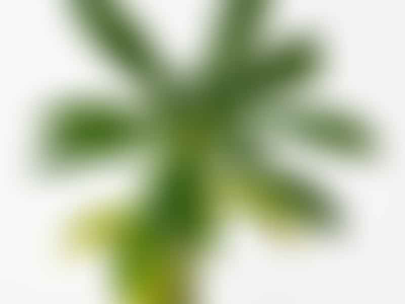 Dorstenia Gigas Leaves | Dorstenia | Lamiaceae