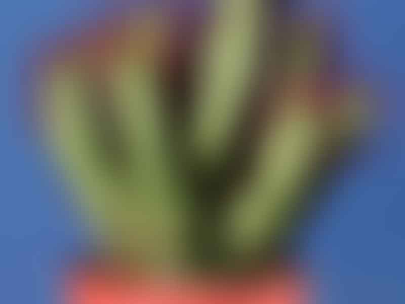 Euphorbia Enopla | Euphorbia | Euphorbiaceae