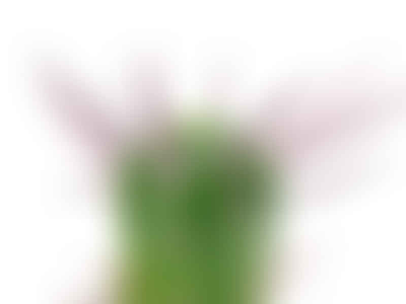 Euphorbia Enopla | Euphorbia | Euphorbiaceae