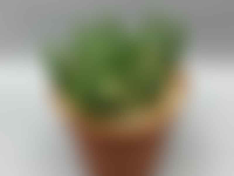 Euphorbia Esculenta | Euphorbia | Euphorbiaceae
