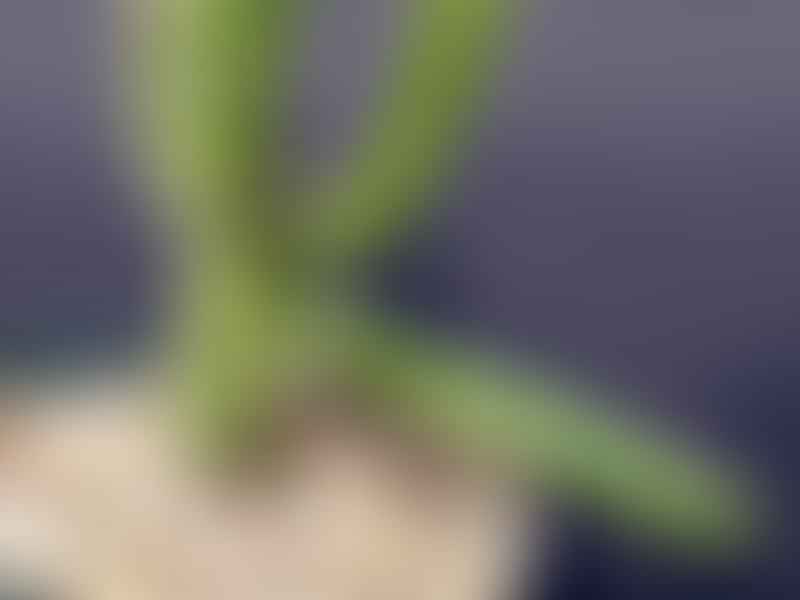 Euphorbia Griseola Var. Griseola | Euphorbia | Euphorbiaceae