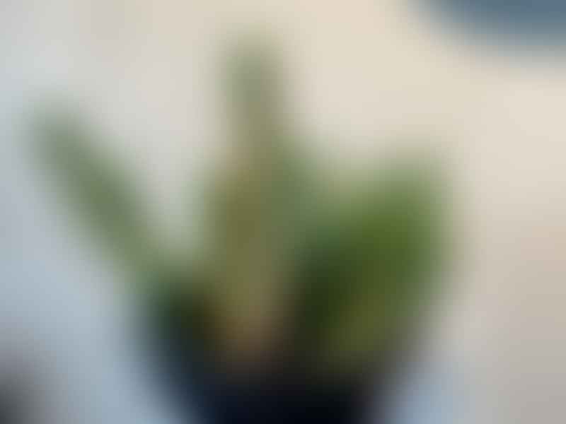 Euphorbia Jansenvillensis | Euphorbia | Euphorbiaceae