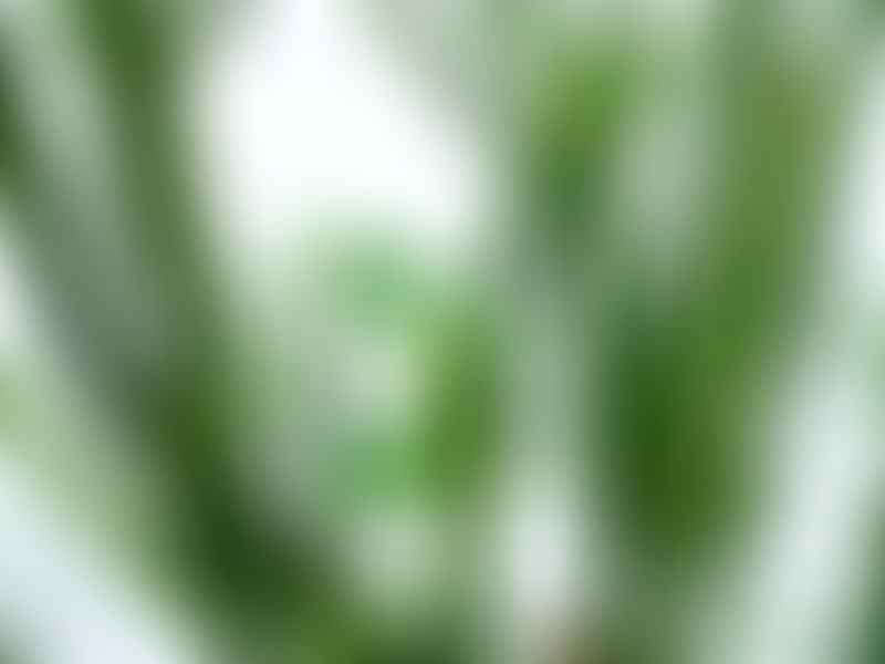 Euphorbia Pteroneura | Euphorbia | Euphorbiaceae