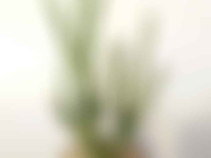 Euphorbia Pteroneura | Euphorbia | Euphorbiaceae