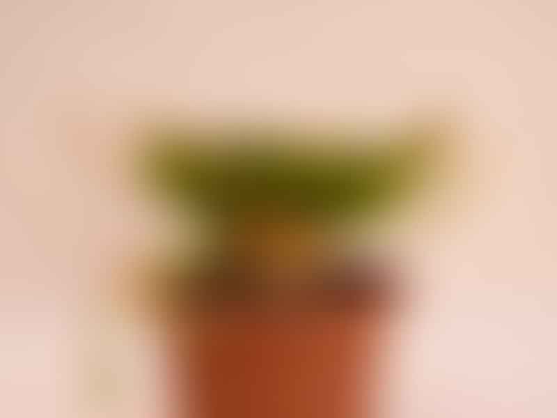 Euphorbia Pugniformis | Euphorbia | Euphorbiaceae