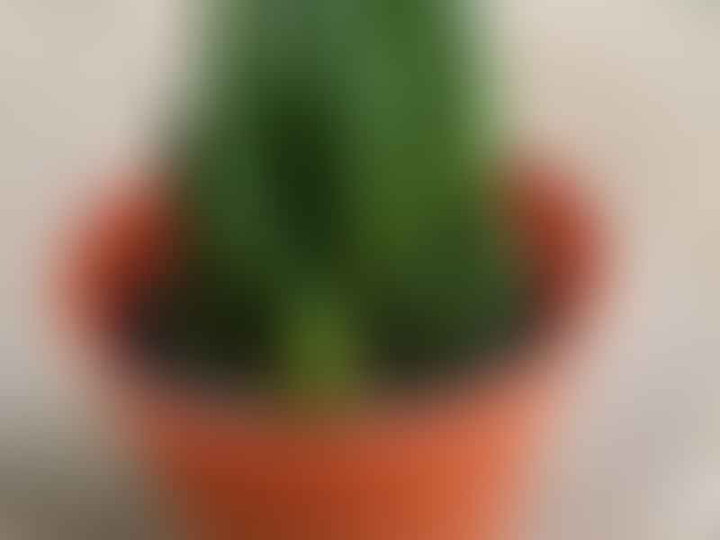 Haworthia | Aloaceae