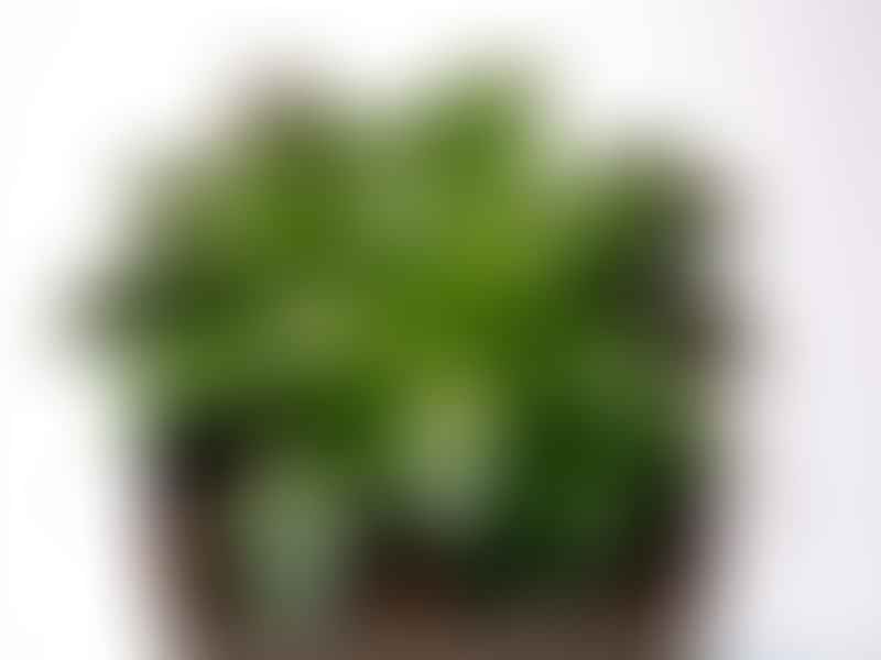 Haworthia Retusa | Haworthia | Aloaceae