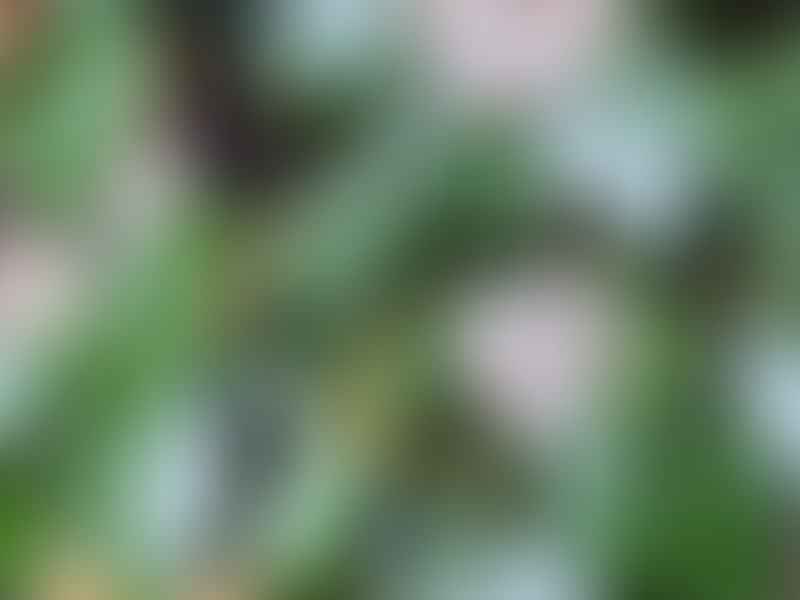 Hoya Carnosa | Hoya | Apocynaceae