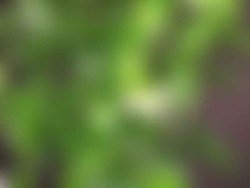 Hoya Coriacea | Hoya | Apocynaceae