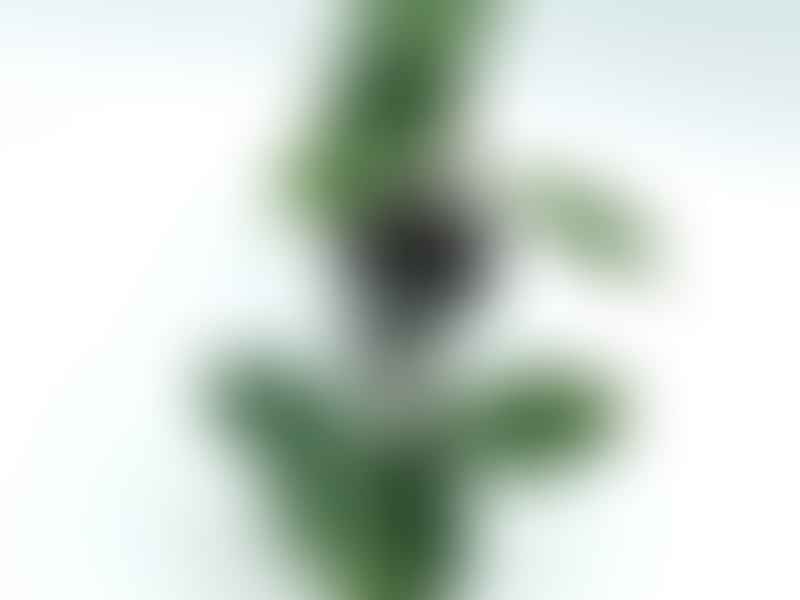 Hoya Elliptica | Hoya | Apocynaceae