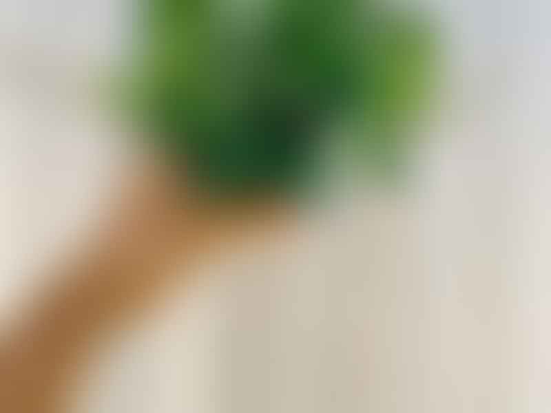Hoya Elliptica | Hoya | Apocynaceae