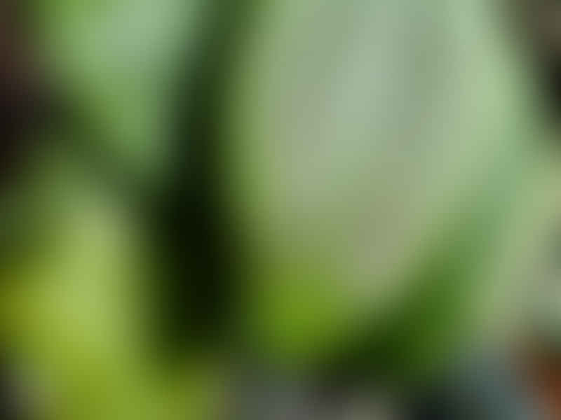 Hoya Erythrostemma | Hoya | Apocynaceae