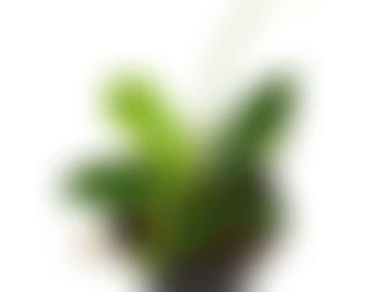 Hoya Mindorensis | Hoya | Apocynaceae