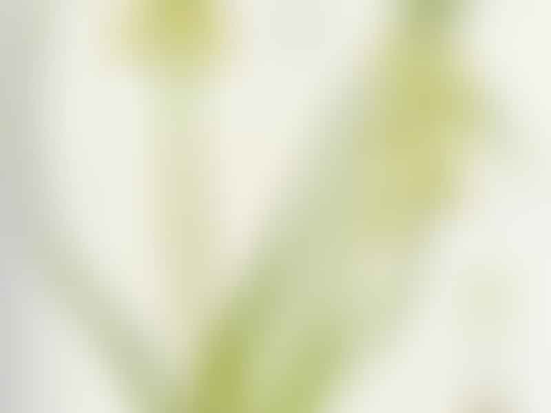 Lachenalia Mathewsii | Lachenalia | Hyacinthaceae