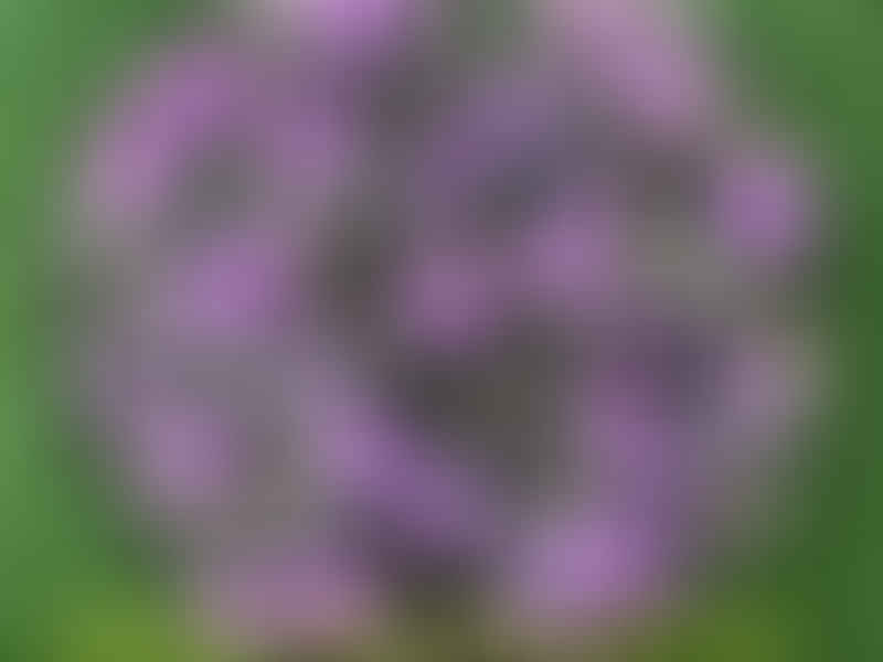 Lachenalia Paucifolia | Lachenalia | Hyacinthaceae