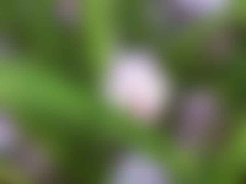 Lachenalia Paucifolia | Lachenalia | Hyacinthaceae