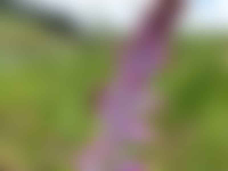 Lachenalia Rosea | Lachenalia | Hyacinthaceae