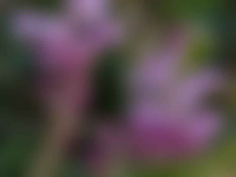 Lachenalia Rosea | Lachenalia | Hyacinthaceae