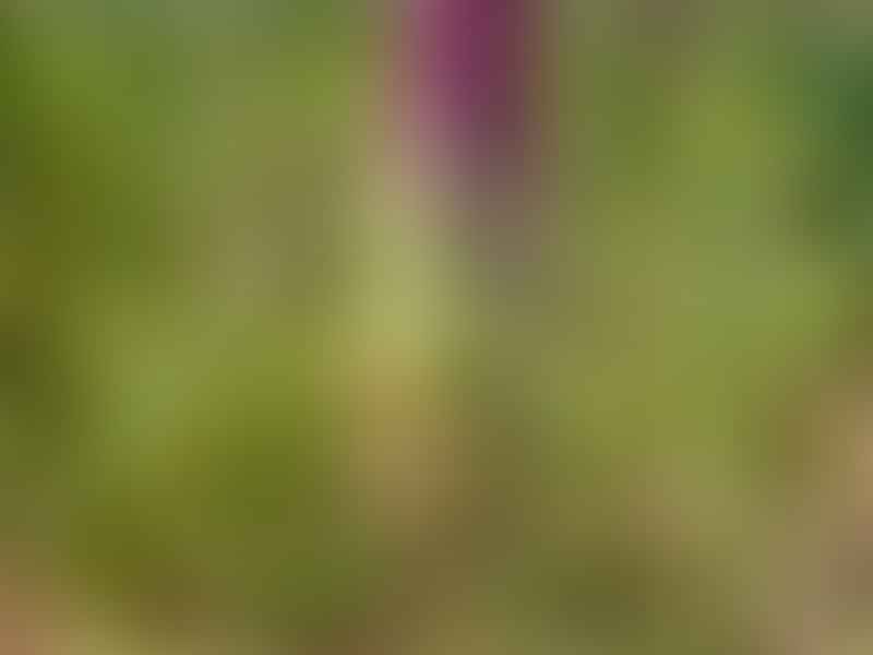 Lachenalia Unicolor | Lachenalia | Hyacinthaceae