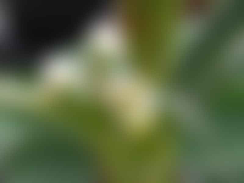 Monadenium Crispum | Monadenium | Euphorbiaceae