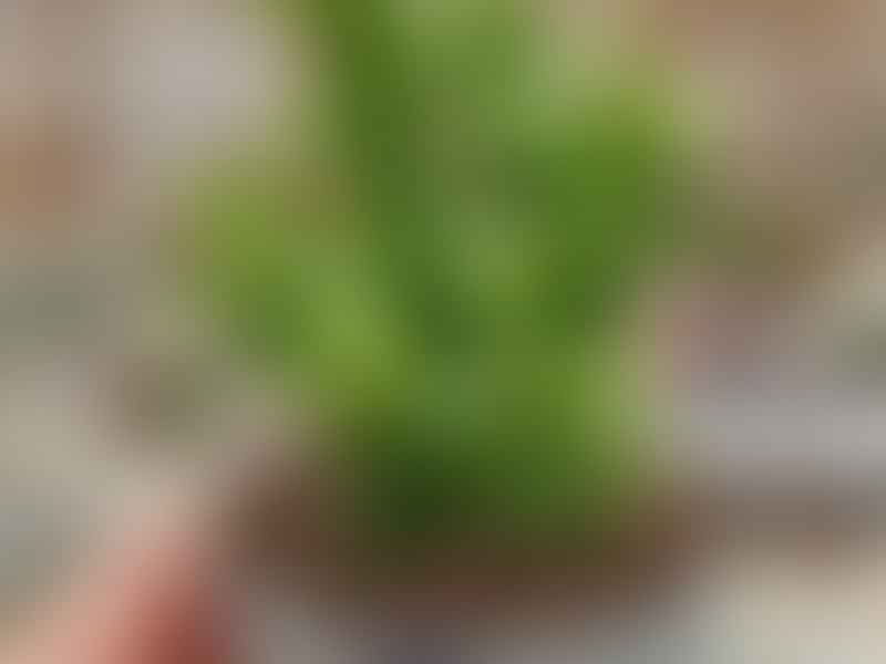 Monadenium Ellenbeckii | Monadenium | Euphorbiaceae