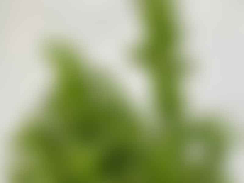 Monadenium Ellenbeckii | Monadenium | Euphorbiaceae