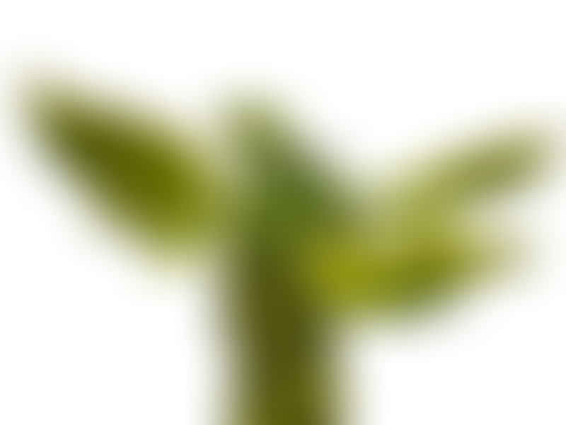 Monadenium Ritchiei  | Monadenium | Euphorbiaceae