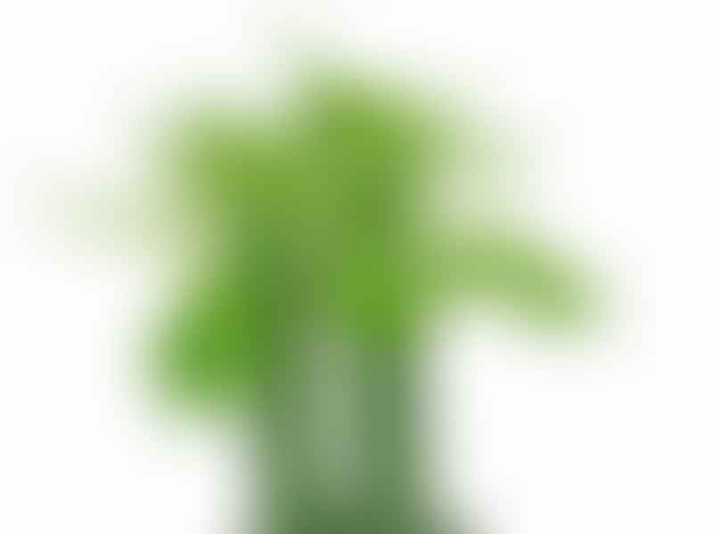 Monadenium Stapelioides | Monadenium | Euphorbiaceae