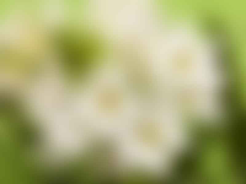 Ornithogalum | Hyacinthaceae