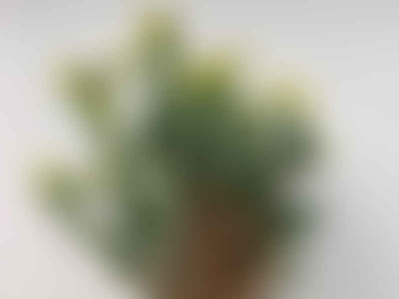 Othonna Lobata | Othonna | Asteraceae