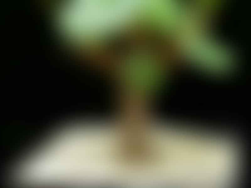 Pelargonium Cotyledonis Seed Pod | Pelargonium | Geraniaceae