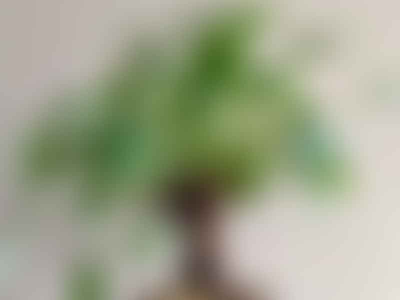 Pelargonium Cotyledonis Seed Pod | Pelargonium | Geraniaceae