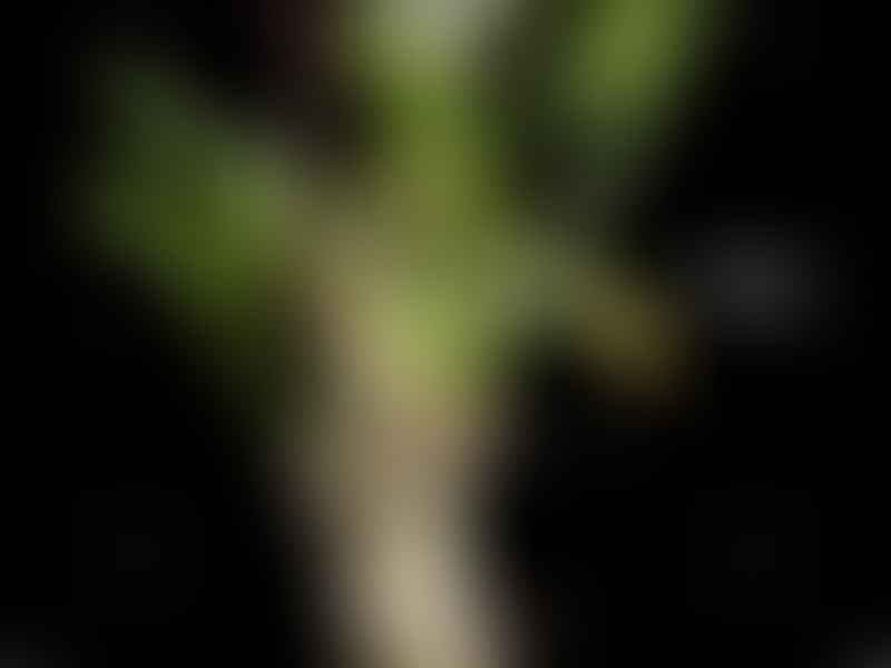 Pelargonium Crithmifolium | Pelargonium | Geraniaceae