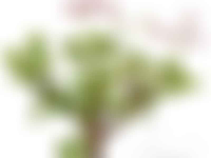 Pelargonium Desertorum | Pelargonium | Geraniaceae