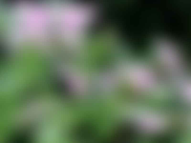 Pelargonium Fruticosum | Pelargonium | Geraniaceae