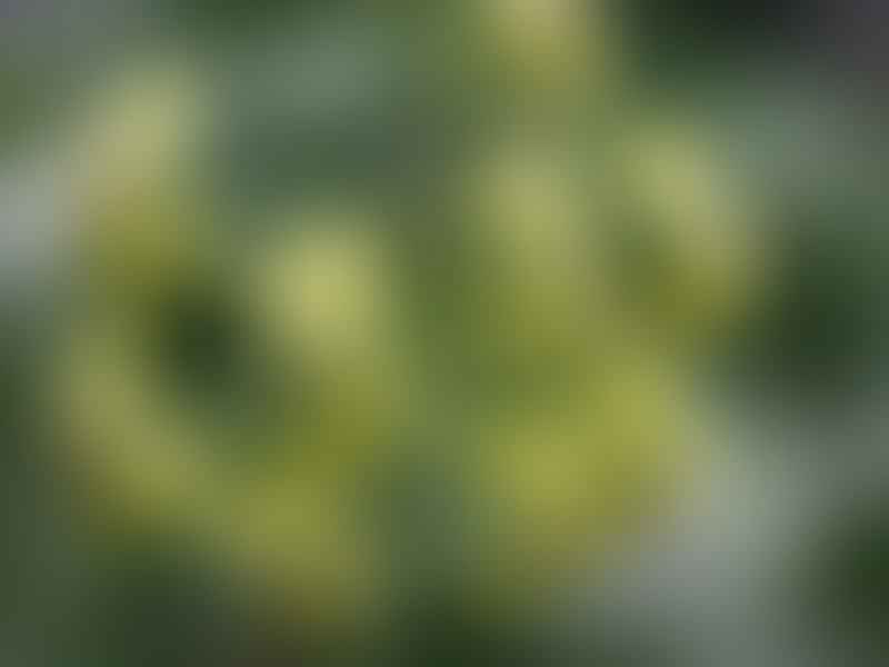 Pelargonium Gibbosum | Pelargonium | Geraniaceae