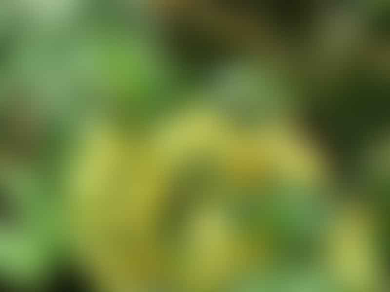 Pelargonium Gibbosum | Pelargonium | Geraniaceae