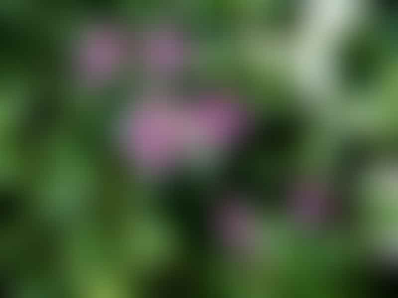 Pelargonium Saxifragoides | Pelargonium | Geraniaceae