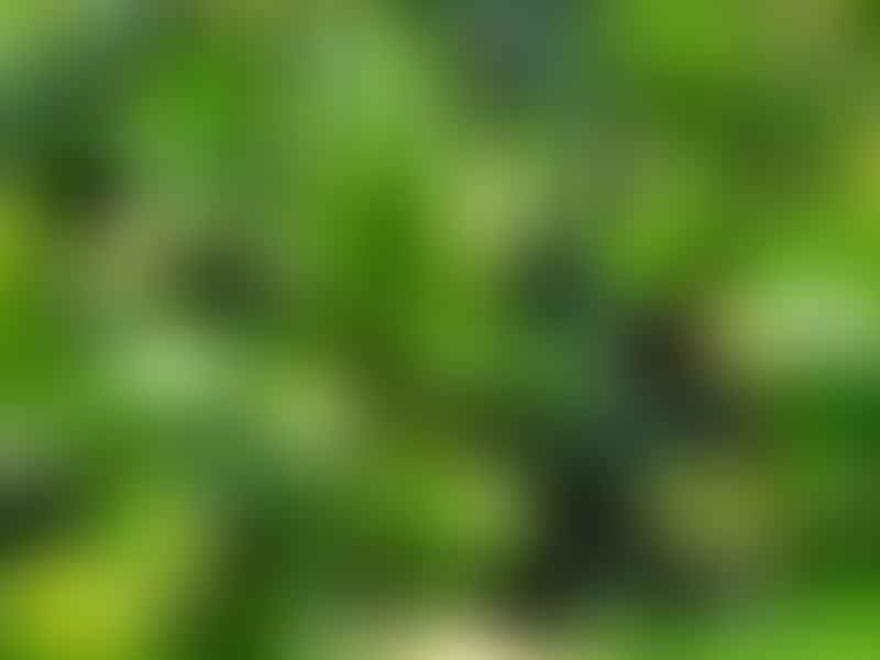 Peperomia Acuminata | Peperomia | Piperaceae