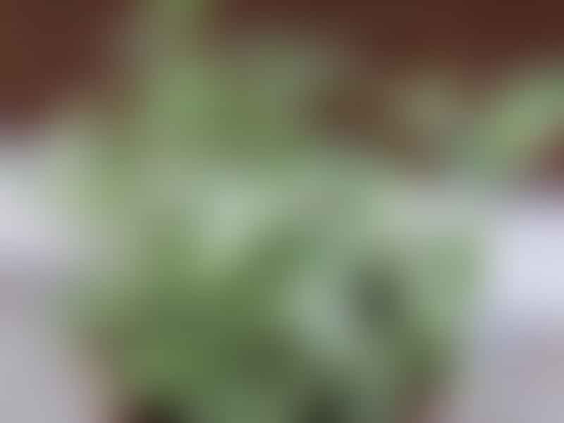 Peperomia Acuminata | Peperomia | Piperaceae