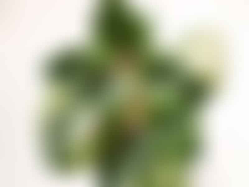 Peperomia Caperata Variegata | Peperomia | Piperaceae