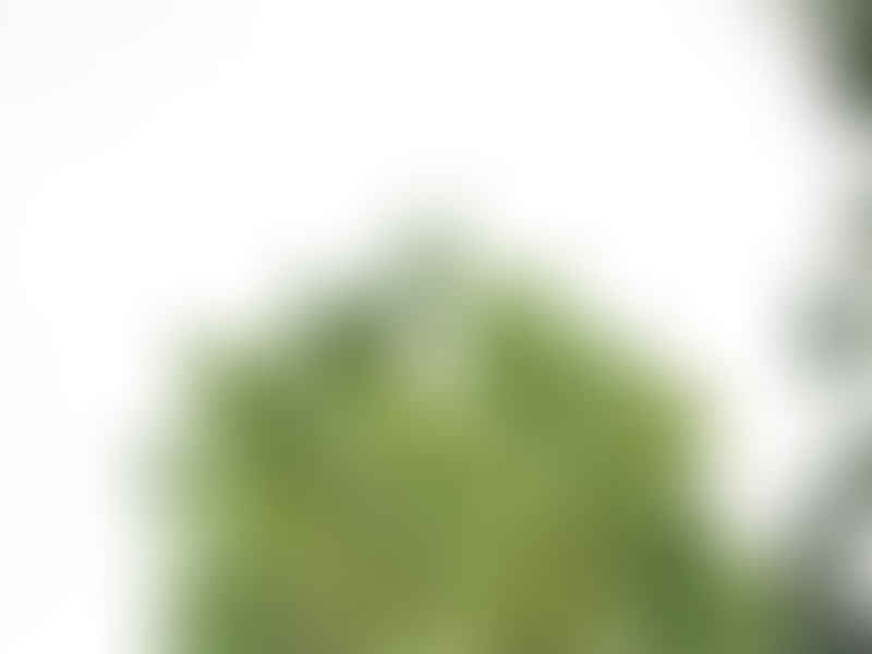 Peperomia Caperata Variegata | Peperomia | Piperaceae