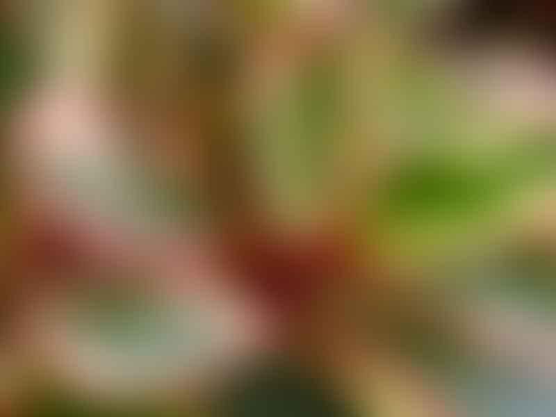 Peperomia Clusiifolia Var. Tricolour | Peperomia | Piperaceae