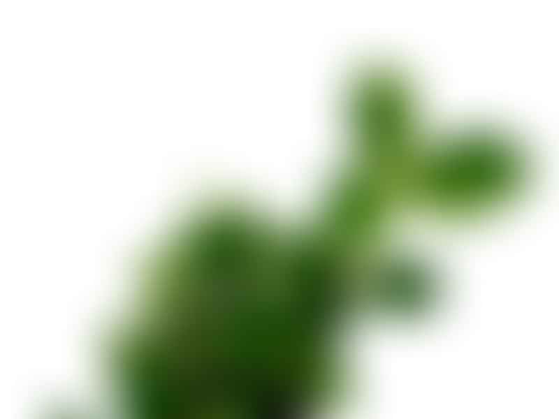 Peperomia Dahlstedtii | Peperomia | Piperaceae