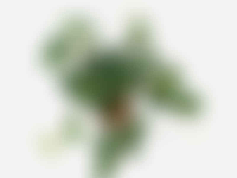 Peperomia Dahlstedtii | Peperomia | Piperaceae