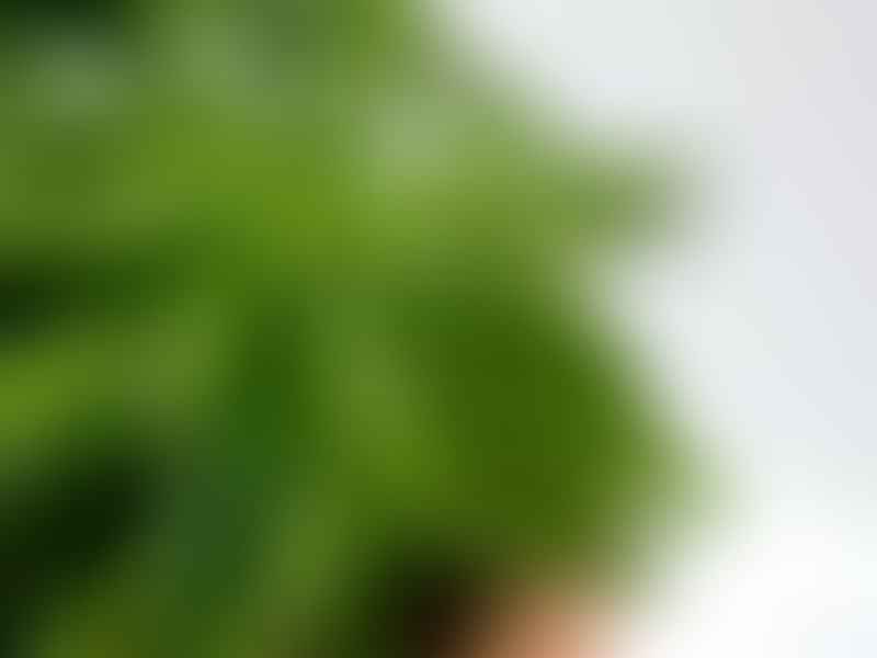 Peperomia Dolabriformis | Peperomia | Piperaceae